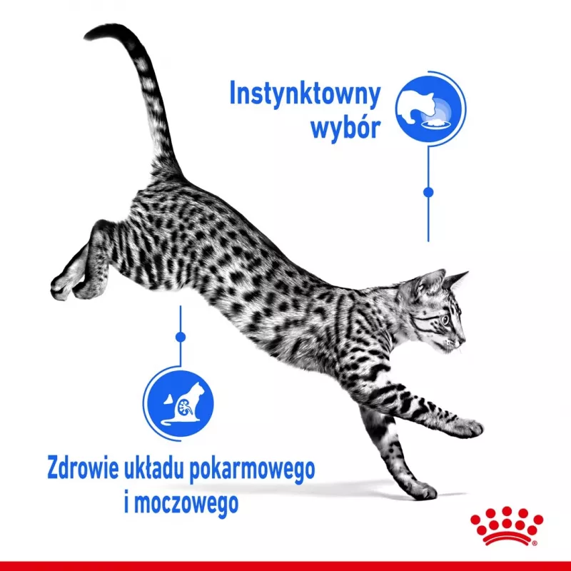 Comida húmida para gatos Royal Canin Indoor Sterilized 85 g saqueta — gatos adultos esterilizados de interior, sabor a aves, pack de 12 x 85 g