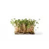 Sementes de rabanete China Rose para rebentos, embalagem de 20 g
