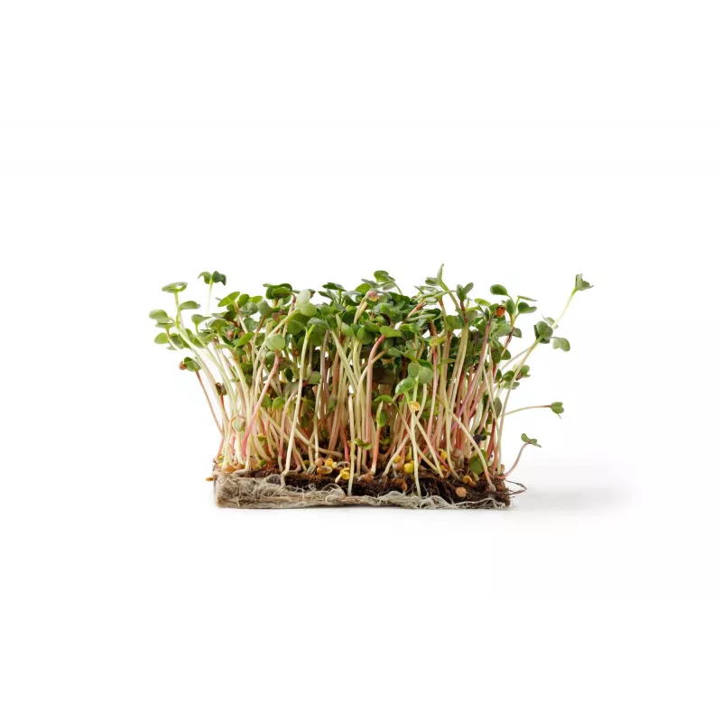 Sementes de rabanete China Rose para rebentos, embalagem de 20 g