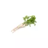 PNOS salsa de raiz Alba sementes de hortícolas, 3 g