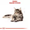 ROYAL CANIN FBN Maine Coon - Comida húmida para gatos - Saqueta 12x 85g