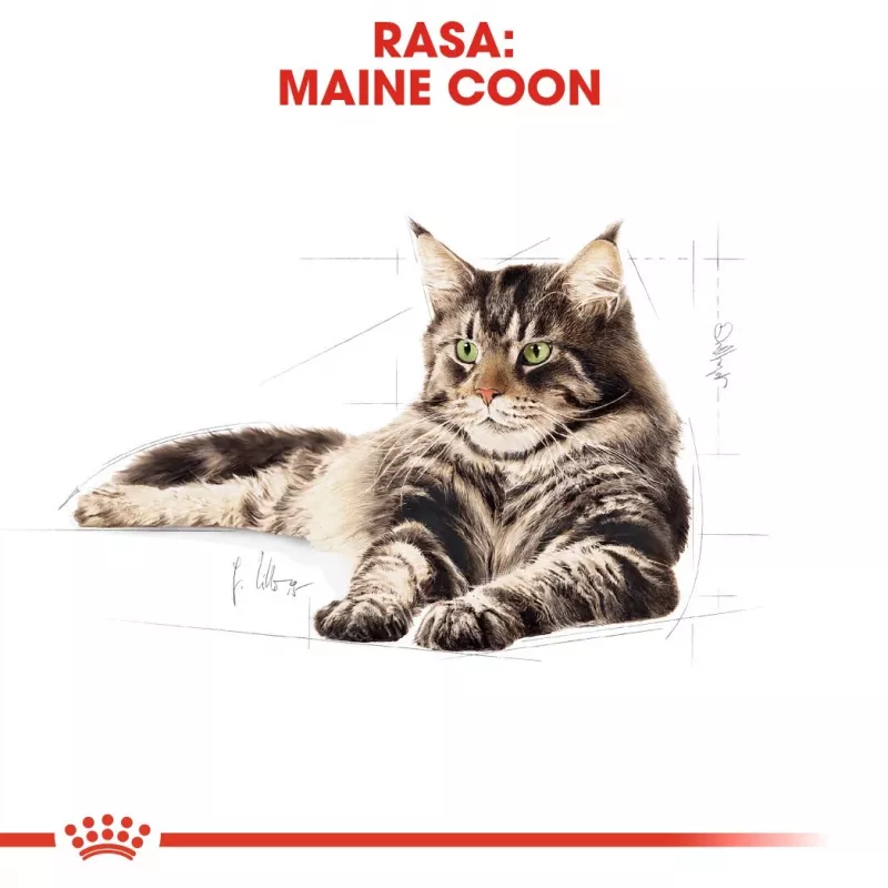 ROYAL CANIN FBN Maine Coon - Comida húmida para gatos - Saqueta 12x 85g
