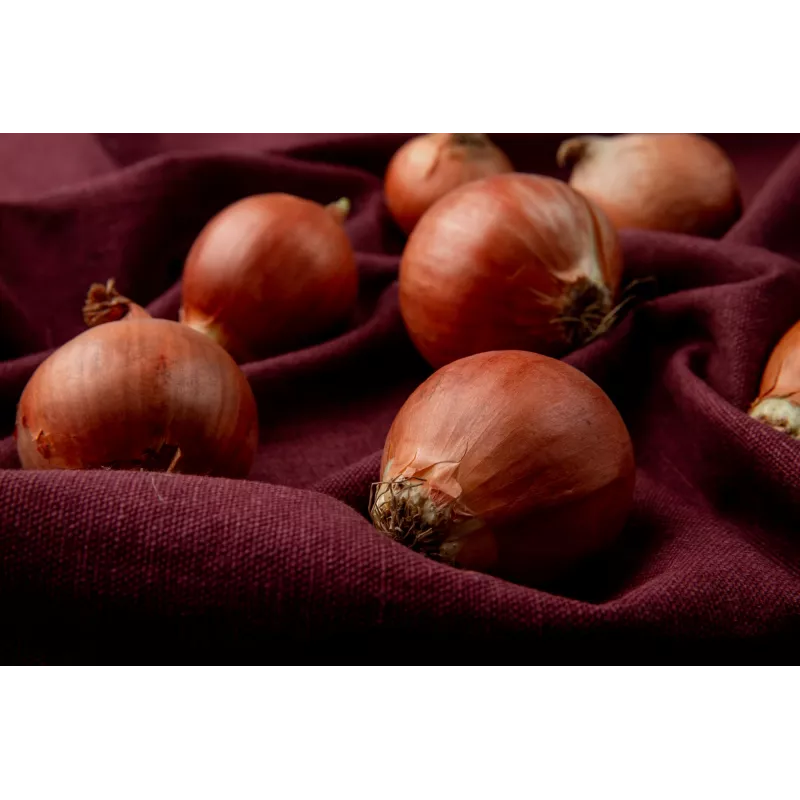 Sementes de hortícolas cebola Wolska Toraf, pacote 5g