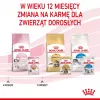Royal Canin Feline Health Nutrition Kitten Instinctive em molho ração húmida para gatinhos, 12 x 85 g