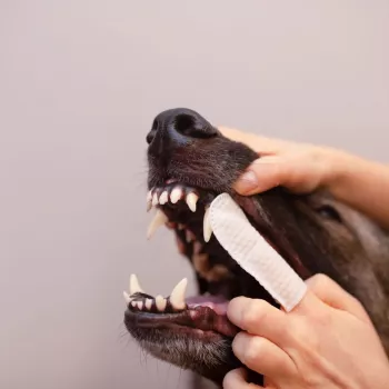 VETEXPERT Caryodent Finger Wipes, toalhetes de limpeza dentária para cães e gatos, 50 unid.