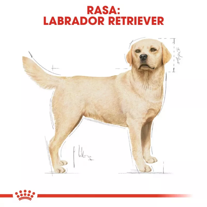 Royal Canin BHN Labrador Adult ração seca para cães, 12 kg