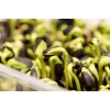 Sementes de girassol preto PNOS para germinar, embalagem de 20 g