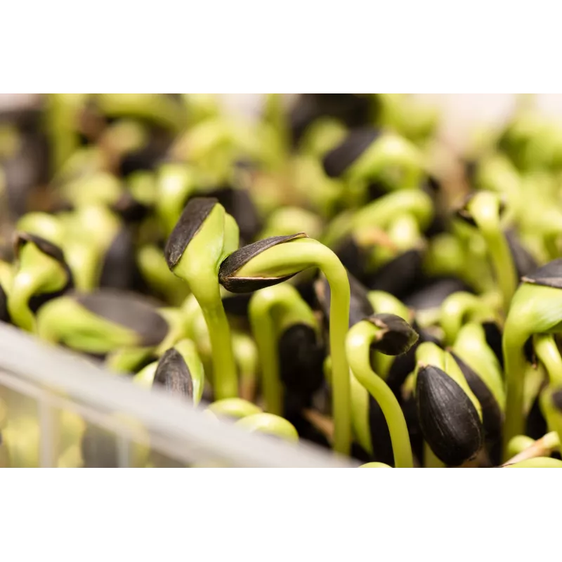 Sementes de girassol preto PNOS para germinar, embalagem de 20 g