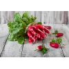 Sementes de rabanete Opolanka Toraf, embalagem de 10 g