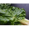 Sementes de hortícolas acelga Lucullus Toraf, pacote 5g