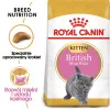 Ração seca para gatos Royal Canin British Shorthair Kitten 2 kg – frango, 38% proteína, 20% gordura, fórmula de crescimento