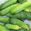 PNOS pepino Portal sementes em fita, 6 m
