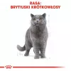 Royal Canin British Shorthair Adult ração seca para gatos, 10 kg