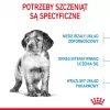 Royal Canin Medium Puppy ração seca para cachorros 15 kg