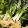 PNOS alho-francês Starozagorski Kamush sementes de hortícolas, 1 g