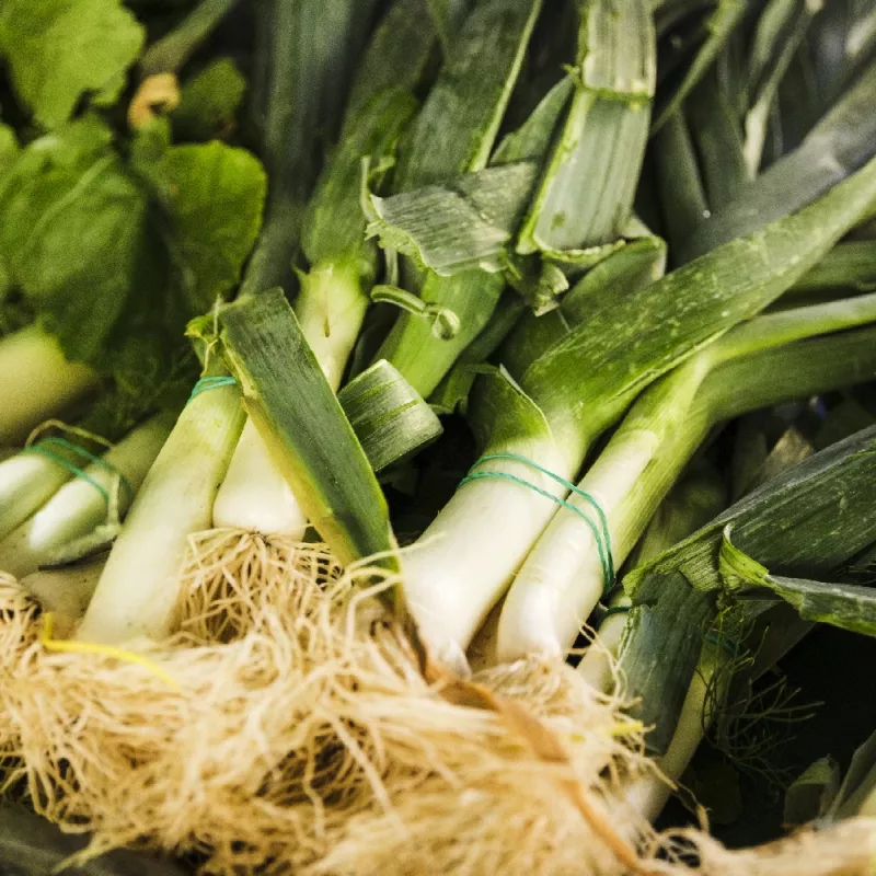 PNOS alho-francês Starozagorski Kamush sementes de hortícolas, 1 g