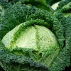 PNOS couve-de-saboia Langedijska sementes de hortícolas, 2 g