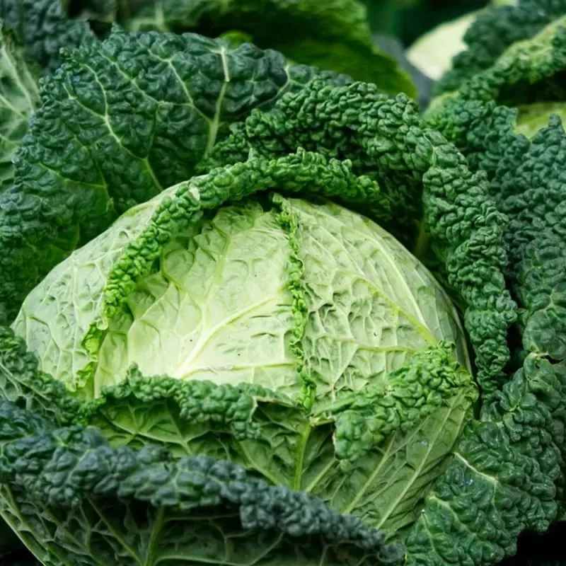PNOS couve-de-saboia Langedijska sementes de hortícolas, 2 g