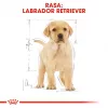 ROYAL CANIN SHN Breed Labrador Junior comida seca para cães - 12 kg