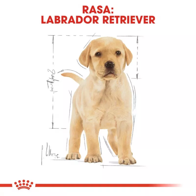 ROYAL CANIN SHN Breed Labrador Junior comida seca para cães - 12 kg