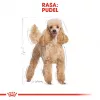 Royal Canin Poodle Adult ração para cães, 1,5 kg