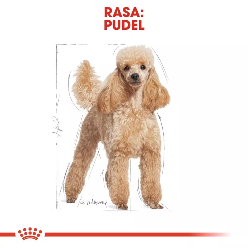 Royal Canin Poodle Adult ração para cães, 1,5 kg