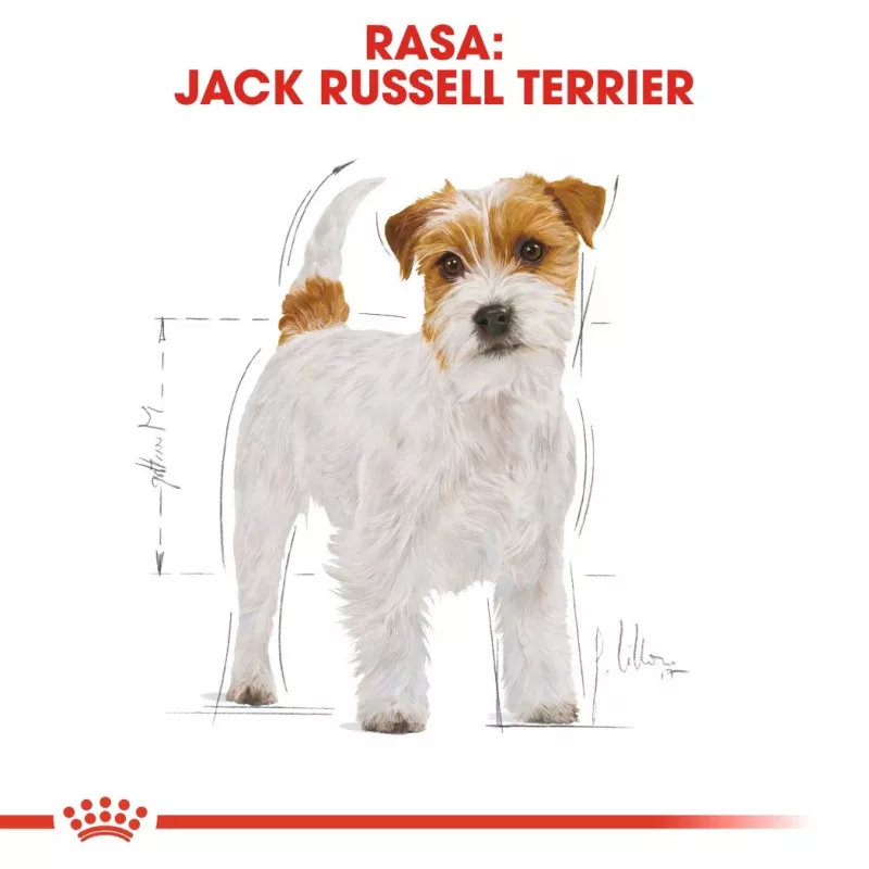 ROYAL CANIN Jack Russell Adult - ração seca para cães - 7,5 kg