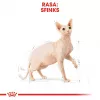 Royal Canin Sphynx Adult alimento seco para gatos, 2 kg
