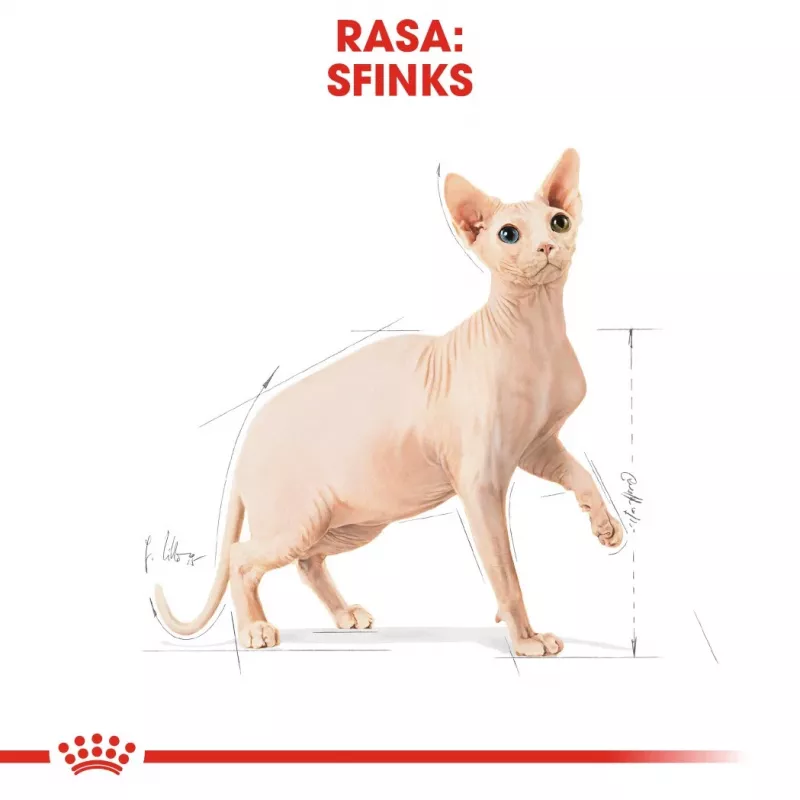 Royal Canin Sphynx Adult alimento seco para gatos, 2 kg