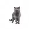 Royal Canin British Shorthair Adult ração seca para gatos, 10 kg