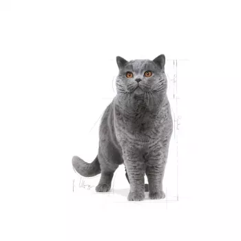 Royal Canin British Shorthair Adult ração seca para gatos, 10 kg
