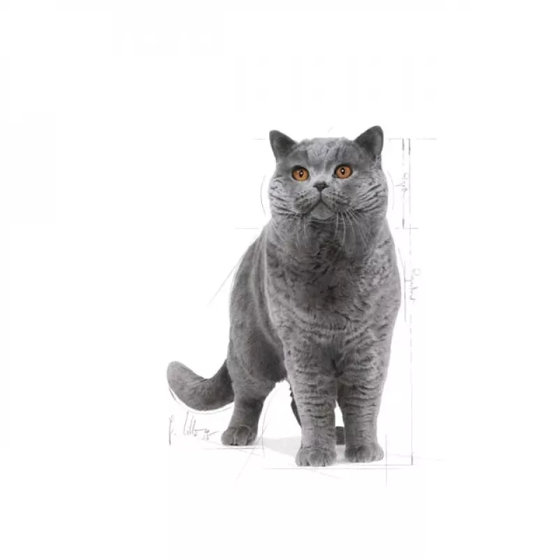 Royal Canin British Shorthair Adult ração seca para gatos, 10 kg