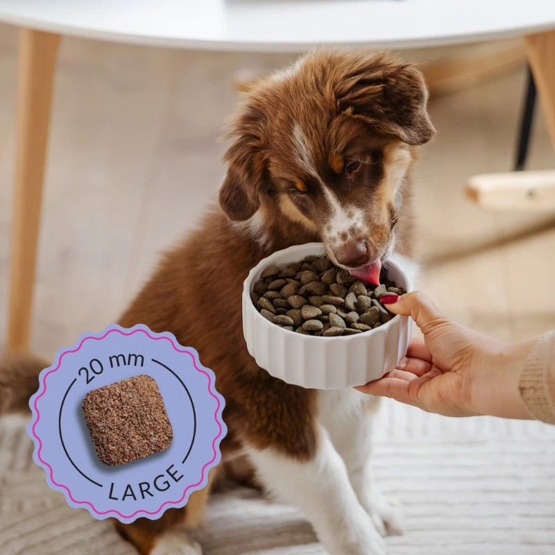 ADDVENA Boosted by superfoods Junior Medium/Large Beef - alimentação seca para cães - 2,5 kg