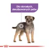 Ração seca para cães Royal Canin MINI Sterilised — cães adultos de raças pequenas 8 kg, frango, cuidado dentário, controlo de peso