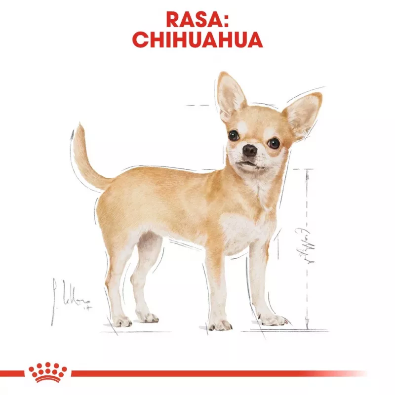 Royal Canin BHN Chihuahua Adult ração seca para cães, 1,5 kg