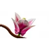 LEGO BOTANICALS 11510 Ramos de magnólia