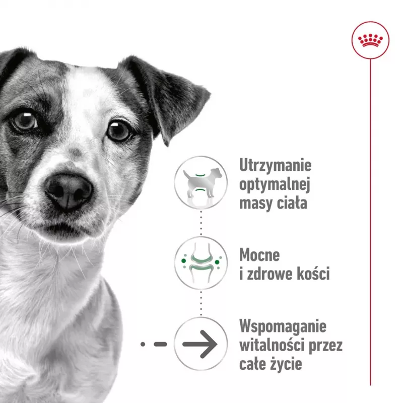 ROYAL CANIN Mini Ageing Adult +12 - Ração seca para cães - 3,5 kg
