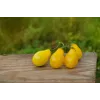 Sementes de tomate-cereja Perun Toraf, embalagem de 0,5 g