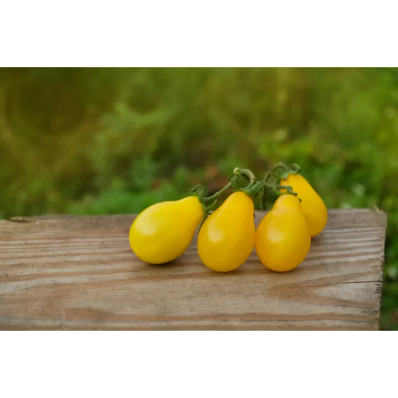 Sementes de tomate-cereja Perun Toraf, embalagem de 0,5 g