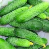 PNOS pepino Reja F1 sementes em fita, 6 m