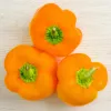 PNOS pimento Etiuda sementes de hortícolas, 0,5 g
