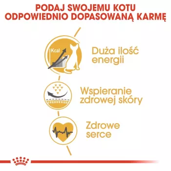 Comida seca para gatos Royal Canin Sphynx Adult 2 kg — sabor a porco, 33 % proteína, 23 % gordura