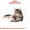 Royal Canin FBN Maine Coon Adult ração seca para gatos, 10 kg