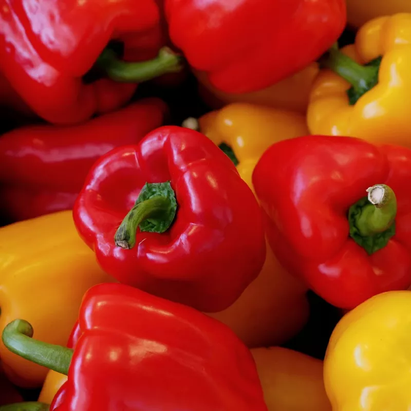PNOS pimento Jolanta sementes de hortícolas, 0,5 g