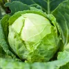 PNOS couve branca Roem Van Enkhuizen 2 sementes de hortícolas, 2 g