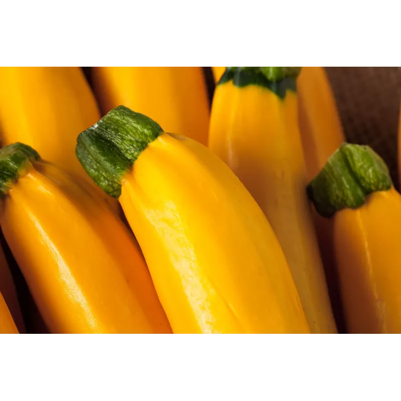 Sementes de hortícolas courgette dourada Toraf, pacote 5g