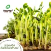 Conjunto de sementes TORAF Spring Flavors - 12 embalagens