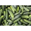 Sementes de pepino Wisconsin SMR 58 Toraf, embalagem de 5 g