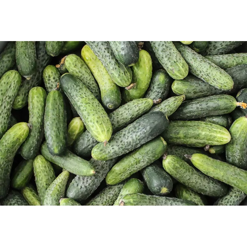 Sementes de pepino Wisconsin SMR 58 Toraf, embalagem de 5 g