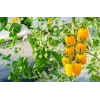 Sementes de tomate-cereja Perun Toraf, embalagem de 0,5 g